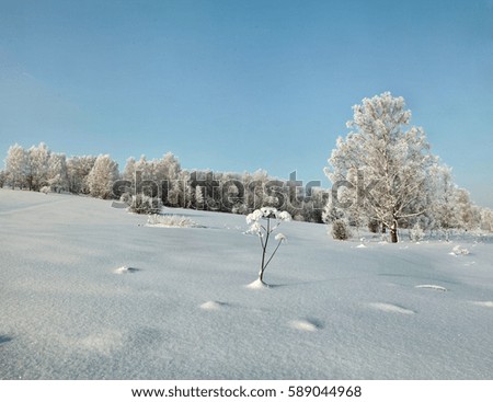 Snowy forest on the winter slope with clear sky