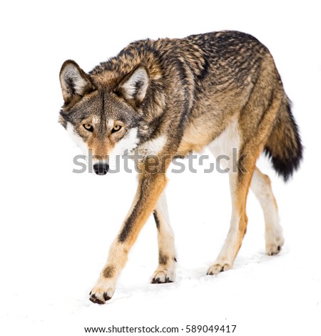 A Female Red Wolf Walking in Snow