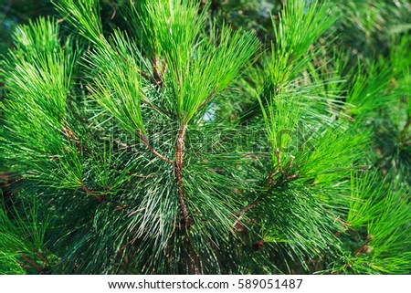 Close up of thuja tree (cypress, juniper) branch. Natural green background