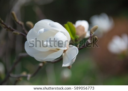 white magnolia flower on a branch. shallow depth of field