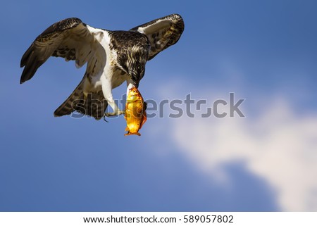 Osprey with its hunt. Isolated bird. Blue sky background. Bird: Western Osprey. Pandion haliaetus.