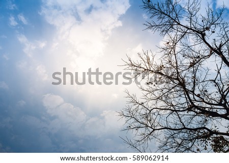 Abstraction from silhouette photo of dead trees as background texture