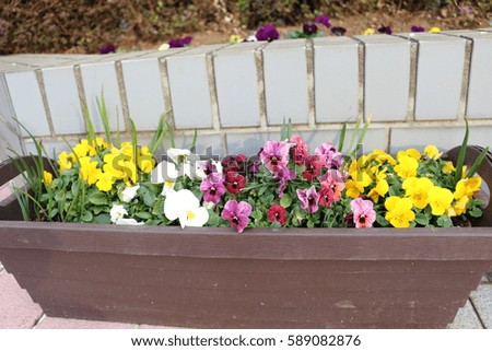 Pansy of various colors
