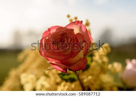 Rose and Mimose on blue Background