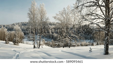 Winter woodland panorama with bare trees in hoar