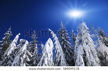 Winter snow covered fir trees on mountainside on blue sky with sun shine background.Dramatic winter scene