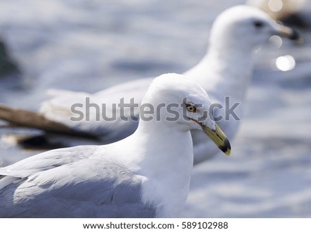 Beautiful isolated photo of the gulls