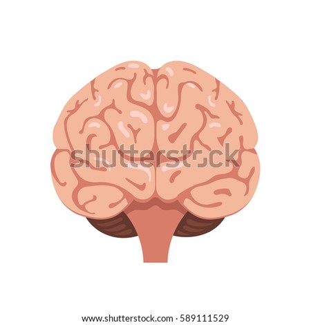 Human brain front view icon. Hnternal organs symbol. Vector illustration in cartoon style isolated on white background
