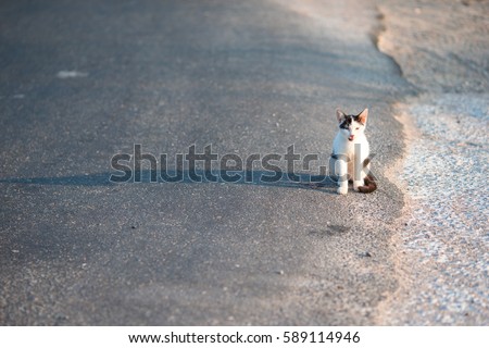 Tricolor homeless cat on the road in Greece