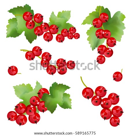Red currant berries. Set of hand drawn vector illustrations of sprigs of redcurrant with bunch of berries and green leaves on white background.  Royalty-Free Stock Photo #589165775