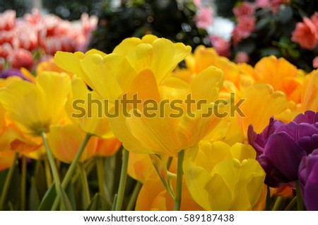 Background tulips