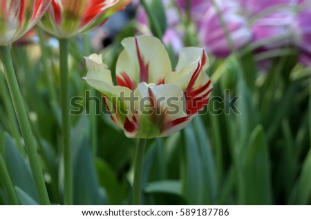 Background tulips
