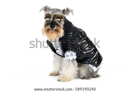 stylish dog wearing leather jacket on white background Royalty-Free Stock Photo #589190240