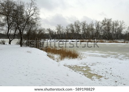 Beautiful winter forest in the Ukrainian province