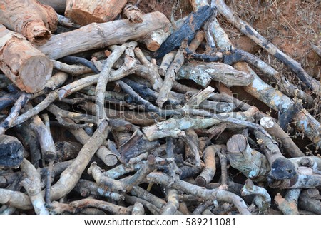 close up deforested cut tree wood in forest