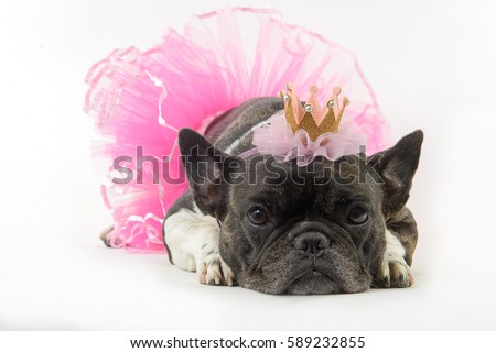 french bulldog ballerina on white background Royalty-Free Stock Photo #589232855