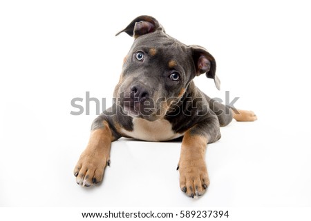 dog with a doubt expression on a white background Royalty-Free Stock Photo #589237394