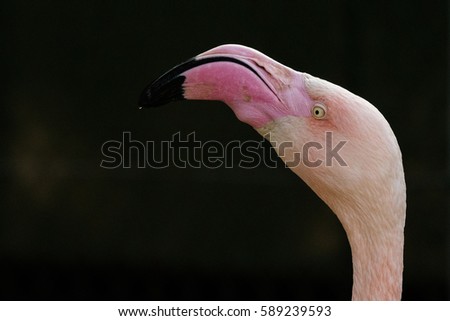 portrait of red flamingo, pink colored bird, large exotic bird, dark background. beak and eye Primo piano di Fenicottero rosa su sfondo scuro.