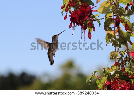Anna's female hummingbird at Fuschia flowers for nectar, Washington State, USA. Royalty-Free Stock Photo #589240034
