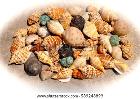 Close up picture of a collection of sea shells framed by a white cameo border.