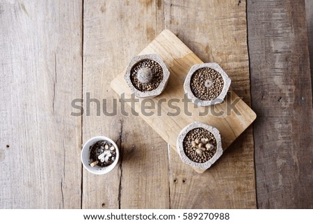 The small cactus in the small pot and cigarettes on wood table