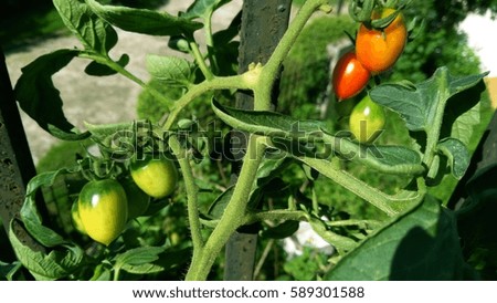 Fresh green vegetables and fruits on rustic background.