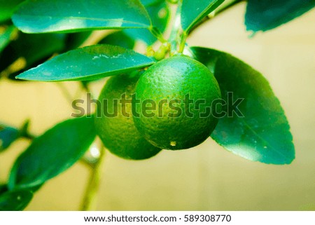 Lemon in Thailand