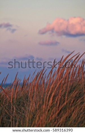 Sunset casting purple glow on beach grass at the Indiana Dunes National Lakeshore