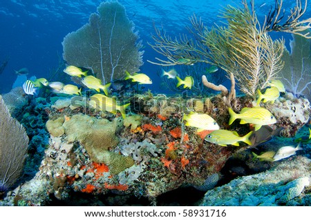 Coral Ledge Composition with schooling with fish, picture taken in Broward County Florida.