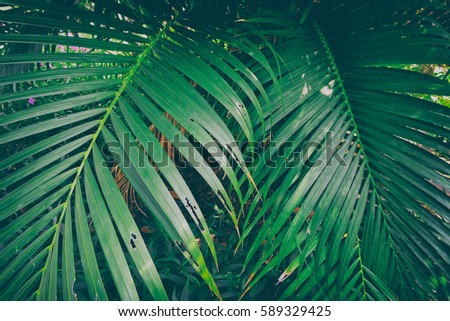 palm leaves background, dark green leaf are shaped like tiny spikes