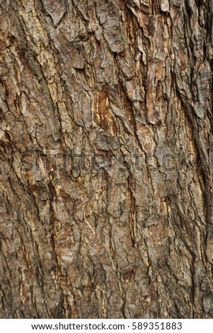 tree bark texture.