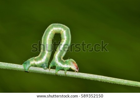 Inchworm (Geometridae) looping on a pine needle with copy space. Technically not caterpillars, these larvae are so named by inching along, seemingly to "measure" their world an inch at a time. Royalty-Free Stock Photo #589352150
