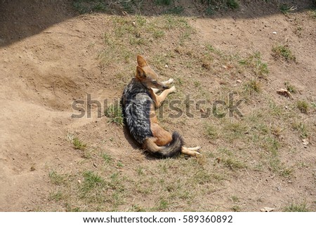 chilling fox