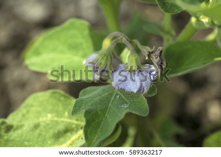 flower of eggplants or brinjal growing in the garden