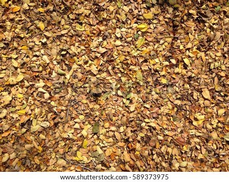 fallen autumn leaves on ground in morning 
