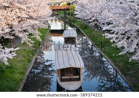 Sakura (cherry blossoms) along canal near Fushimi, Kyoto, Japan. Royalty-Free Stock Photo #589374215