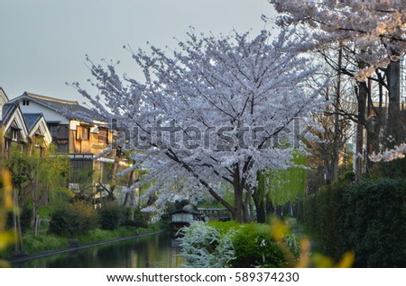 Sakura (cherry blossoms) along canal near Fushimi, Kyoto, Japan. Royalty-Free Stock Photo #589374230