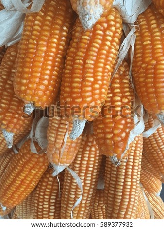 corn on the cob corn background