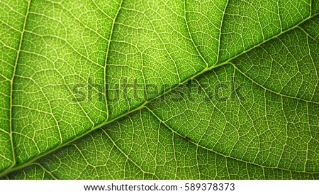 Green, nature, leaves, closeup, texture, background