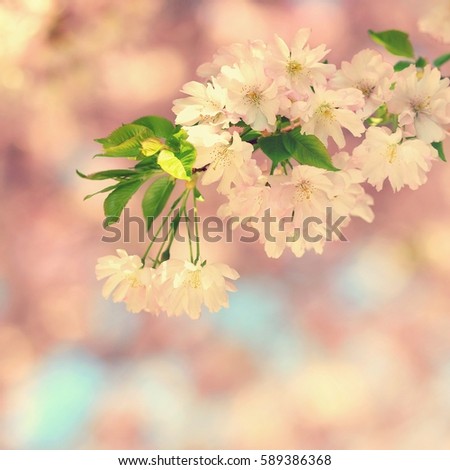 Beautiful blossom tree - flowers. Nature scene with sun in Sunny day.  Abstract colorful background spring season at the park.