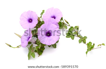 Isolated Morning Glory with vines and leaves on a white background