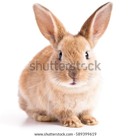 Red bunny rabbit portrait looking frontwise to viewer on white background Royalty-Free Stock Photo #589399619