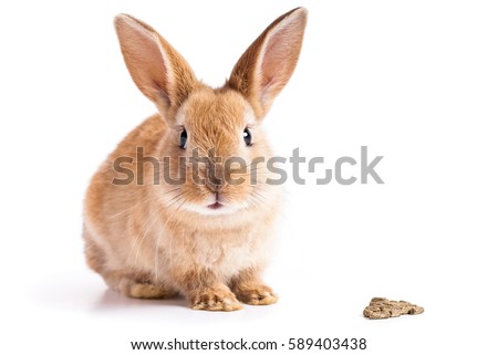Red bunny with rabbit feed on white background
