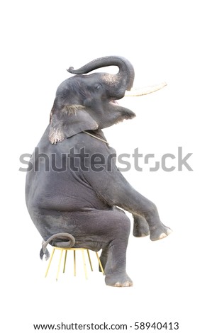 isolated elephant on a sitting position