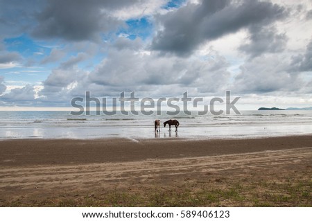two horse play at the seaside with a beautiful cloudy sky background