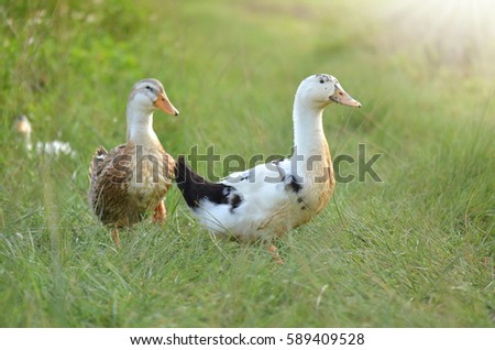 Two white ducks on the wild green grass