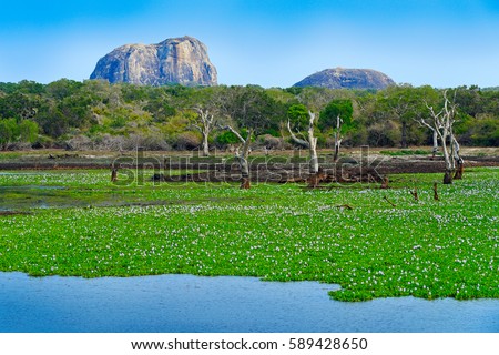 Yala National Park, Sri Lanka, Asia. Beautiful landscape, lake with water flowers and old trees. Forest in Sri Lanka, Big stone rock in the background. Summer day in wilderness, holiday in Asia. Royalty-Free Stock Photo #589428650