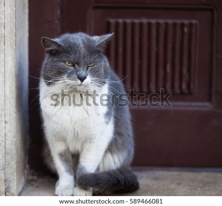 Picture of a cute cat on a sidewalk looking around