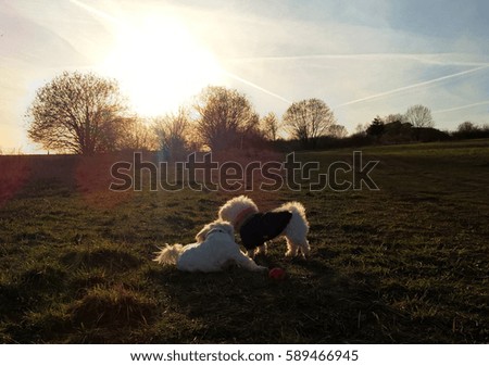Bichon and maltese dogs playing on meadow during sunset. Slovakia