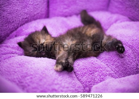 Cute little  kitten sleeps on fur blanket